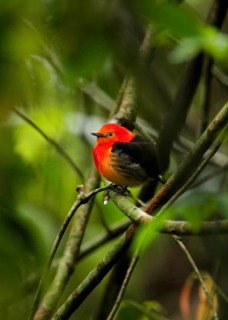 Band-tailed Manakin