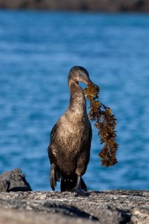 Flightless cormorant carries algae back to the nest