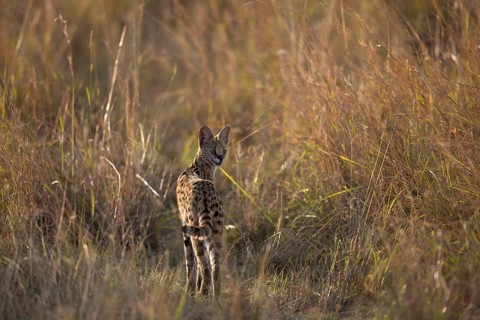 Serval