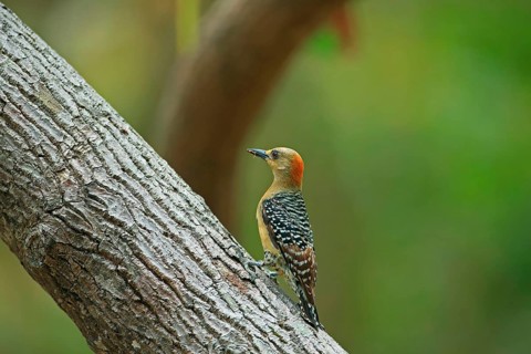 Red-crowned Woodpecker