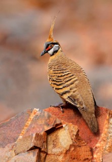 Spinifex Pigeon