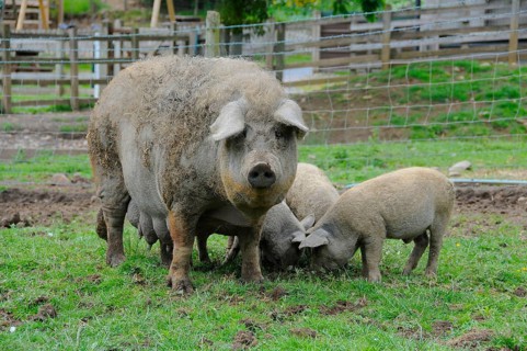 Domestic pig