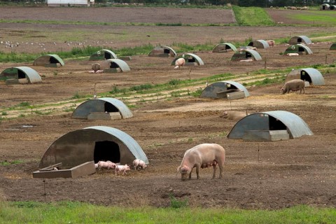 Free-range pigs Sows with piglets and bows