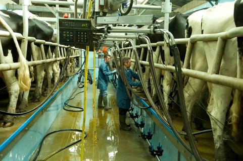 Domestic cattle