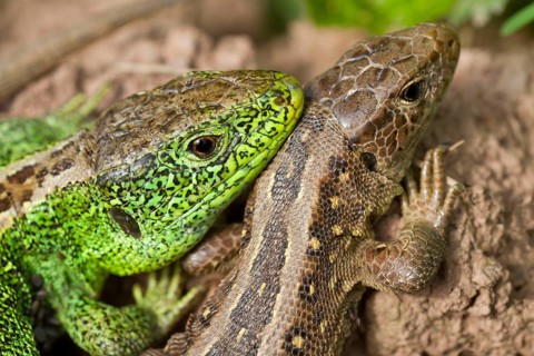 Sand lizards