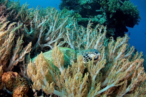 Green Turtle