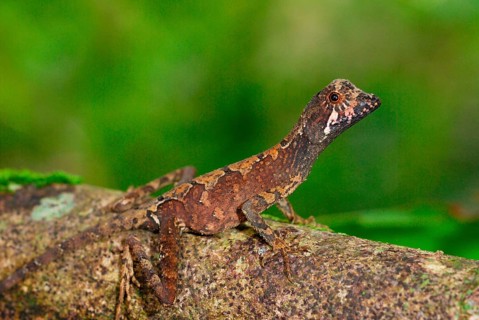 Brown-patched Kangaroo Lizard