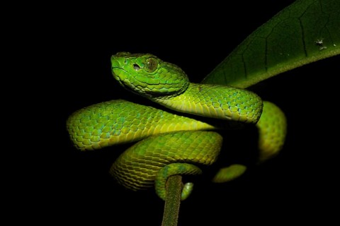 Honduran Palm-pitviper