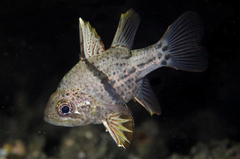 Orbicular Cardinalfish