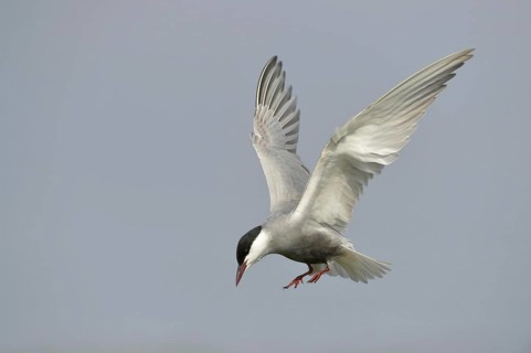 Whiskered Tern