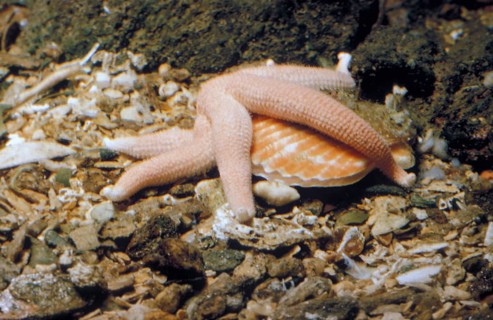 Starfish
