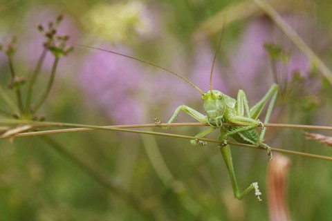 Green grasshopper