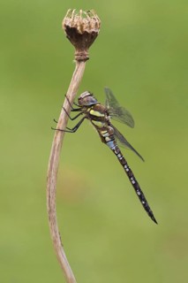 Migrant hawker