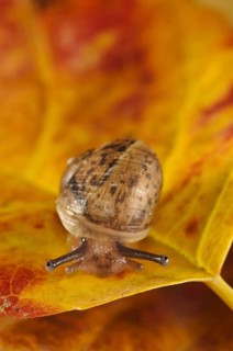 Garden Snail