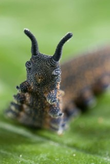New Zealand velvet worm