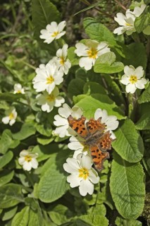 Comma