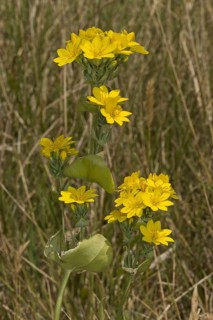Yellow-wort