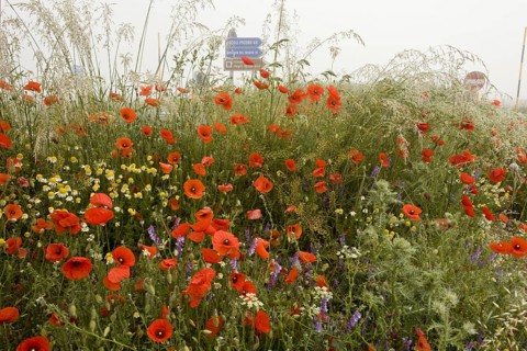 Corn Poppy