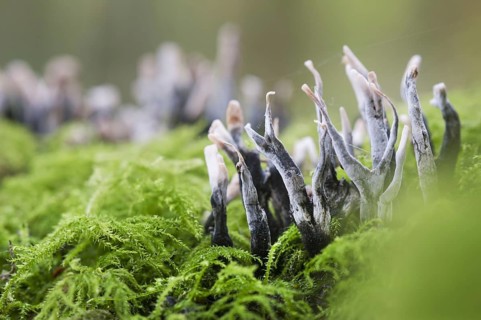 Candle snuff fungus