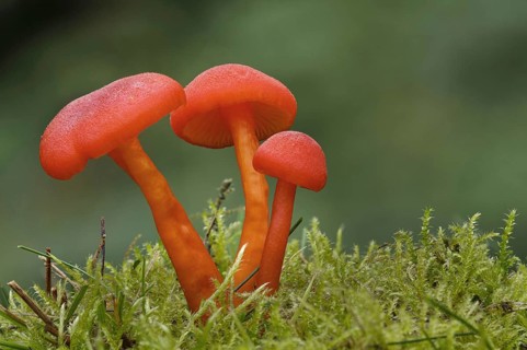 Scarlet Waxcap