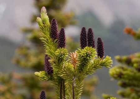 Subalpine abies lasiocarpa
