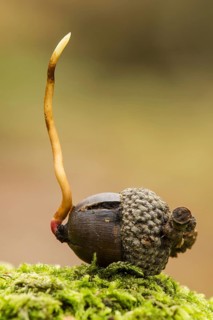 Gooseneck barnacle