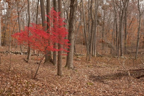 Winged spindle