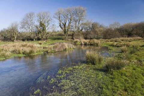 Chalk stream flowing through floodplain habitat