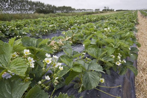 Elsanta strawberry plants