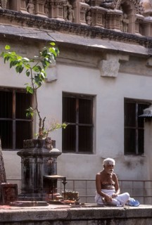 A Priest sitting under the sacred tulsi