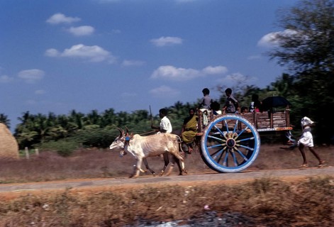 Village people travelling on a bullock cart near Madurai