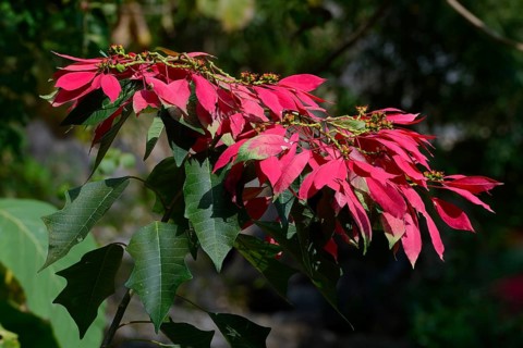 Wild poinsettia