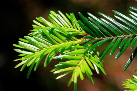 Silver fir