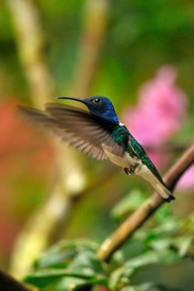 Jacobin Hummingbird