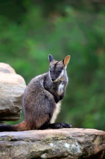 Brush-tailed rock-wallaby