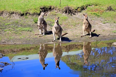 Eastern grey kangaroo