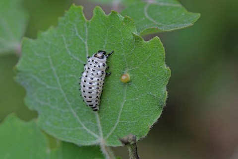 Poplar leaf beetle