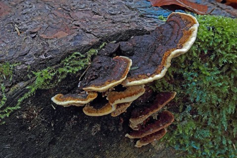 Rusty gill polypus