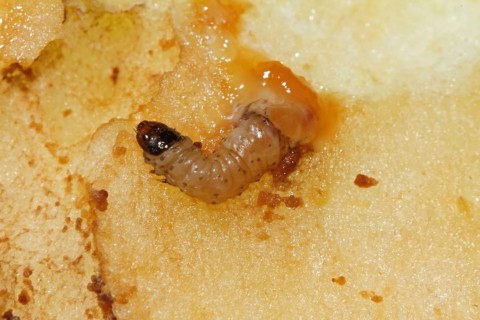 Apple wrapper