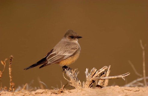 Say's Phoebe