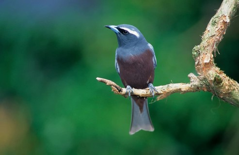 White-browed woodswallow
