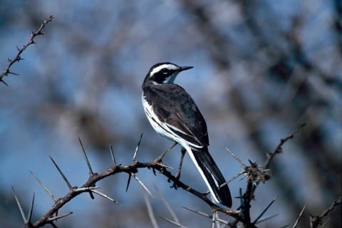 Widow Wagtail