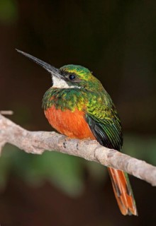 Rufous-tailed Jacamar