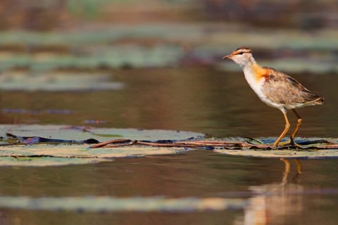 Lesser Jacana