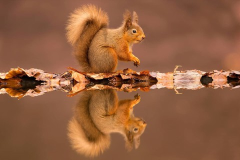 Eurasian red squirrel