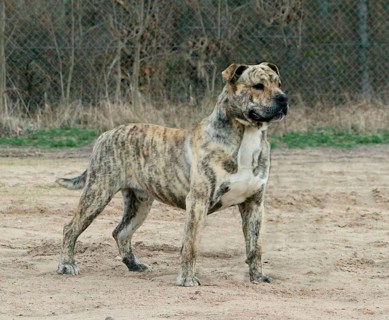 Domestic Dog