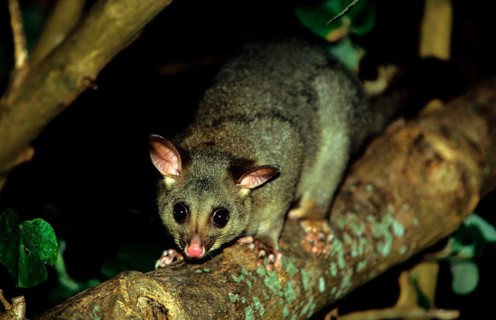 Common common brushtail possum