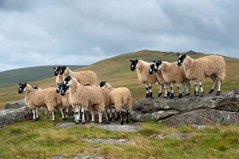 Domestic Sheep
