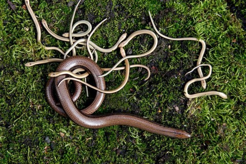 Slow worms