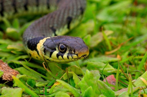 Grass snake